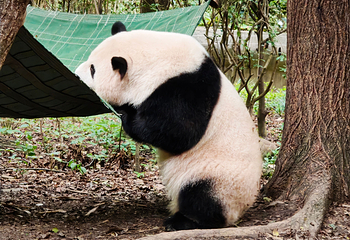 成都大熊猫繁育研究基地第 81 张图片