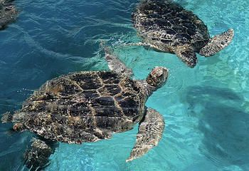 冲绳美丽海水族馆第 68 张图片