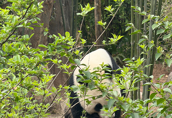 成都大熊猫繁育研究基地第 259 张图片