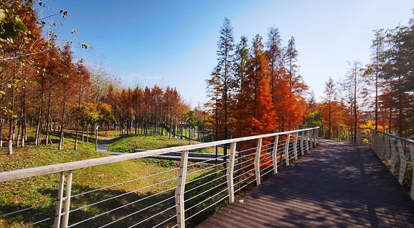 江滨公园-江滨绿廊