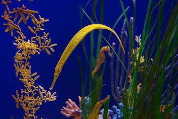 佛州水族馆第 12 张图片