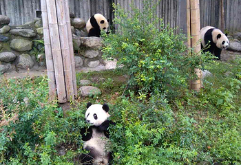 成都大熊猫繁育研究基地第 599 张图片