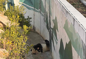 岳阳中华大熊猫苑第 26 张图片