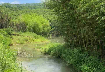 鲸鱼沟竹海风景区第 45 张图片