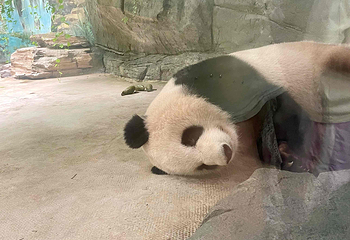 熊猫谷第 97 张图片
