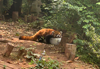 成都大熊猫繁育研究基地第 432 张图片