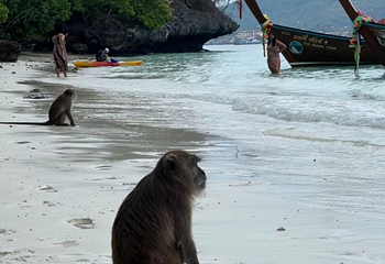 猴子海滩第 15 张图片
