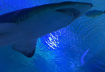 吉隆坡城中城水族馆第 69 张图片