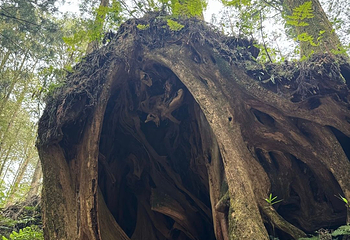 阿里山国家风景区第 55 张图片