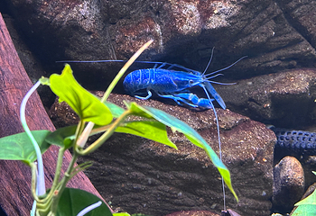 凯恩斯水族馆第 59 张图片