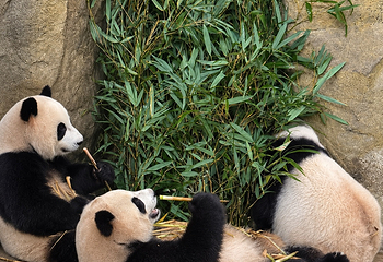 成都大熊猫繁育研究基地第 138 张图片