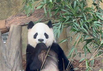 成都大熊猫繁育研究基地第 396 张图片