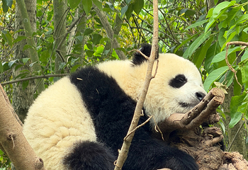 成都大熊猫繁育研究基地第 243 张图片