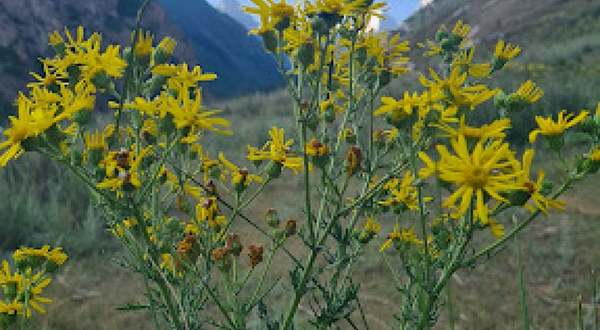 Zhel Tegirmen Es Aluu Zhayy