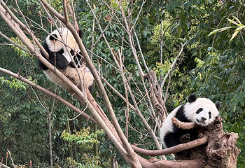成都大熊猫繁育研究基地第 344 张图片