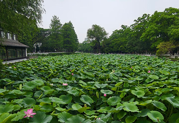 莫愁湖公园第 33 张图片