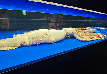 冲绳美丽海水族馆第 144 张图片