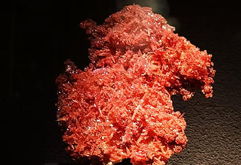 青藏高原自然博物馆第 27 张图片