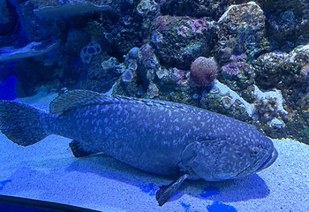 凯恩斯水族馆第 37 张图片