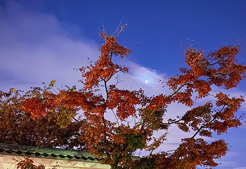伏见稻荷大社第 237 张图片