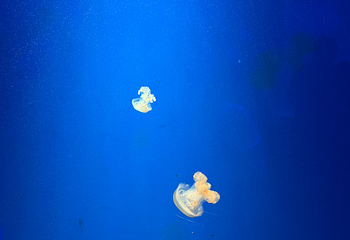 曼谷暹罗海洋世界第 135 张图片
