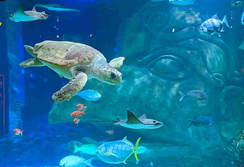 奥兰多海洋生物水族馆第 17 张图片