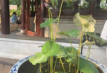 拙政园第 484 张图片