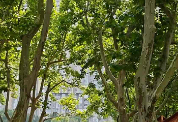 中山公园第 51 张图片