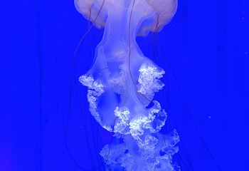 上海海洋水族馆第 99 张图片