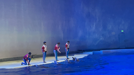 上海海昌海洋公园第 501 张图片