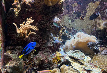 冲绳美丽海水族馆第 113 张图片
