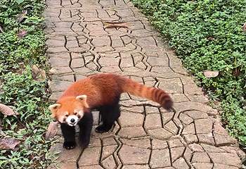 小熊猫森林公园第 23 张图片