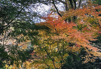 虎丘山风景名胜区第 242 张图片