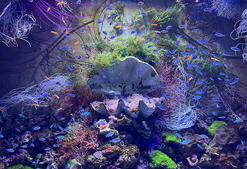三亚亚特兰蒂斯失落的空间水族馆第 168 张图片