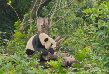 成都大熊猫繁育研究基地第 298 张图片