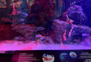 Sea Life COEX水族馆第 62 张图片