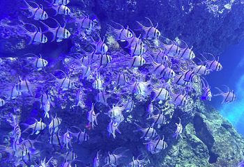 新加坡海洋生态馆第 102 张图片