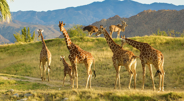 拉斯维加斯棕榈泉