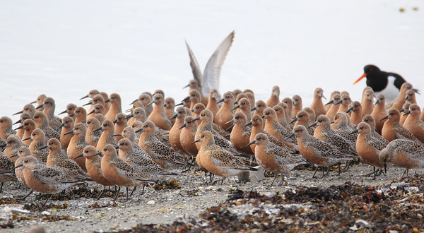Balsfjord Fjordmuseum