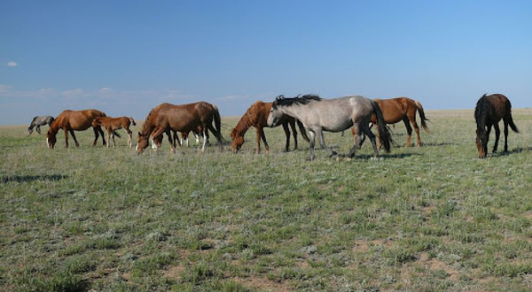 Korgalzhyn State Nature Reserve