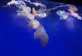 上海海洋水族馆第 148 张图片