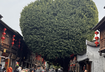 三坊七巷第 50 张图片