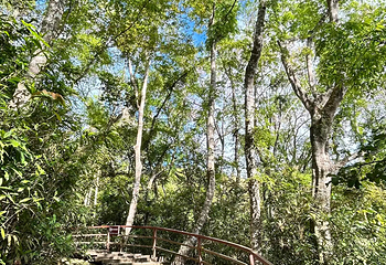 五指山水满河热带雨林风景区第 18 张图片