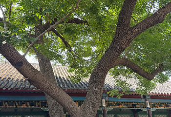 张学良旧居第 243 张图片