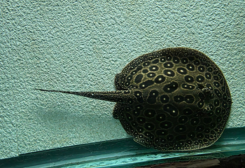 上海海洋水族馆第 152 张图片