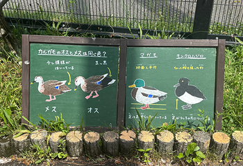 旭山动物园第 23 张图片