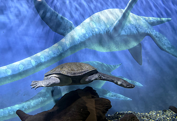 济州岛Aqua Planet水族馆第 41 张图片