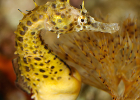 巴塞罗那水族馆