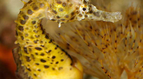 巴塞罗那水族馆