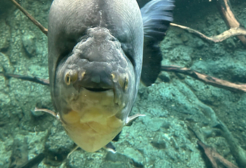 丹麦国立水族馆第 49 张图片